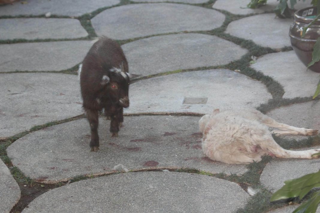 The Importance of Sacrifice to Our Careers