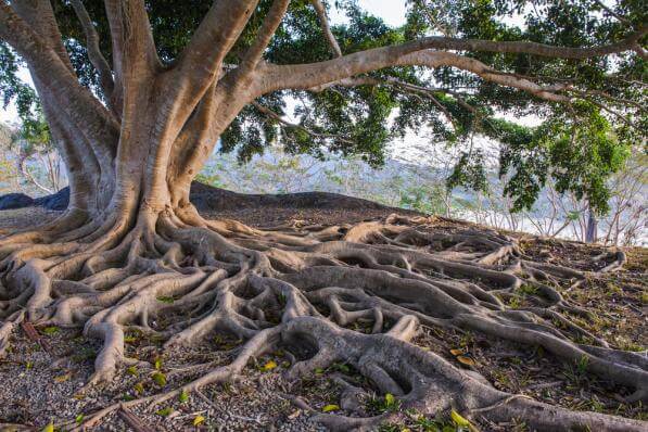 Concentrate your effort where you can grow roots.